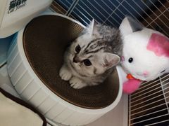 -瑞派名望24h动物医院异宠专科·猫专科·骨科·重症监护分院