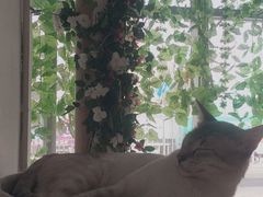 -藏猫猫咖啡主题馆(中央大道店)