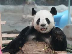 -栾川竹海野生动物园