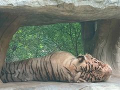 -北京野生动物园