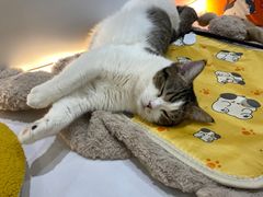 -COLOR PETS 撸猫馆·购猫·猫咖(长风大悦城店)