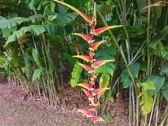-中国科学院西双版纳热带植物园