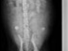 -派特宠物医院(圆融广场店)