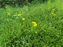 -泗洪洪泽湖湿地景区