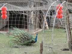 -都江堰玫瑰花溪谷