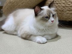 -藏猫猫咖啡主题馆(中央大道店)
