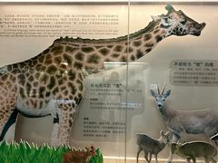 -北京麋鹿生态实验中心
