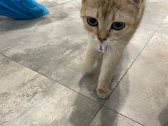 -楼上猫咖(罗湖店)