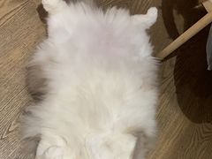 -MOCHA明星猫咖(田子坊店)