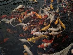 -中国唐苑