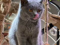 -豆逗聊愈猫阁Easy Life