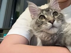 -翊宠yipet猫狗购宠庄园犬舍•猫舍