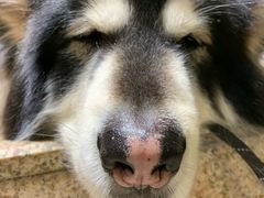 -more than meow吴止猫主题餐厅(承德 中船汇店)