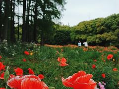 -上海共青森林公园