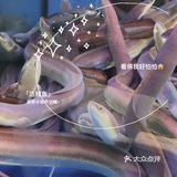 番禺宵夜第一首选🔥烤活鳗鱼还能这样吃？混合烤肉店吃过瘾