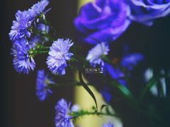 -Butchart布查德鲜花(花艺设计中心)