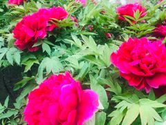 -莲花池公园