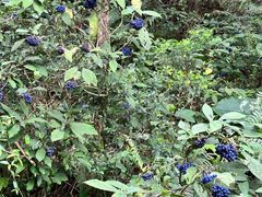 -梧桐山风景名胜区