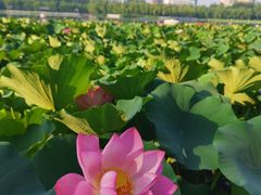 -莲花池公园