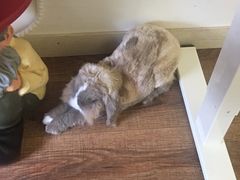 -雨林宠物医院 非犬猫异宠专科