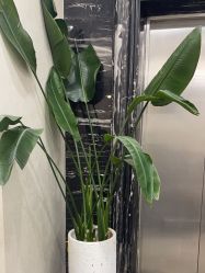 -上海首尔丽格医疗美容医院