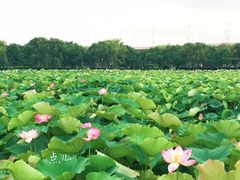 -荷塘月色湿地公园·向阳花洲