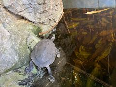 -田园山庄农家乐(石岩店)