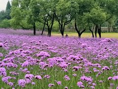 -杭州城北体育公园