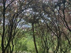 -浮山香苑