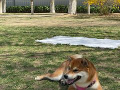 -静之湖湖畔餐厅