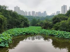 -龙头寺公园