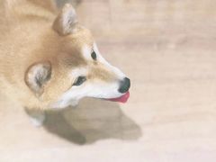 -CHEZ JASMINE 茉莉的氧气厨房