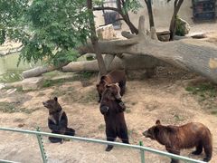 -石家庄市动物园