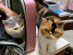 -宠爱国际动物医院· 猫科· 外科·中兽医(长白店)