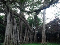 -瑞丽独树成林风景区