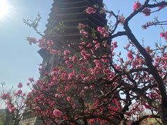 -玲珑塔公园