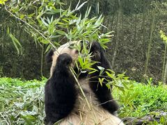-都江堰中华大熊猫苑