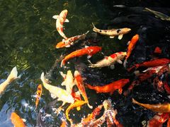 -新世纪大酒楼·30年南海菜
