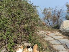 -养马岛旅游度假区