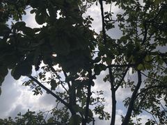 -月湖公园