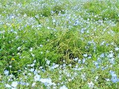 -春花秋色城市公园