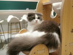 -飞行喵MR PILOT|猫舍·猫咖(静安大融城店)