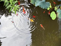 -大妙火锅·非物质文化遗产(东湖公园店)