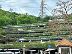 -深圳仙湖植物园