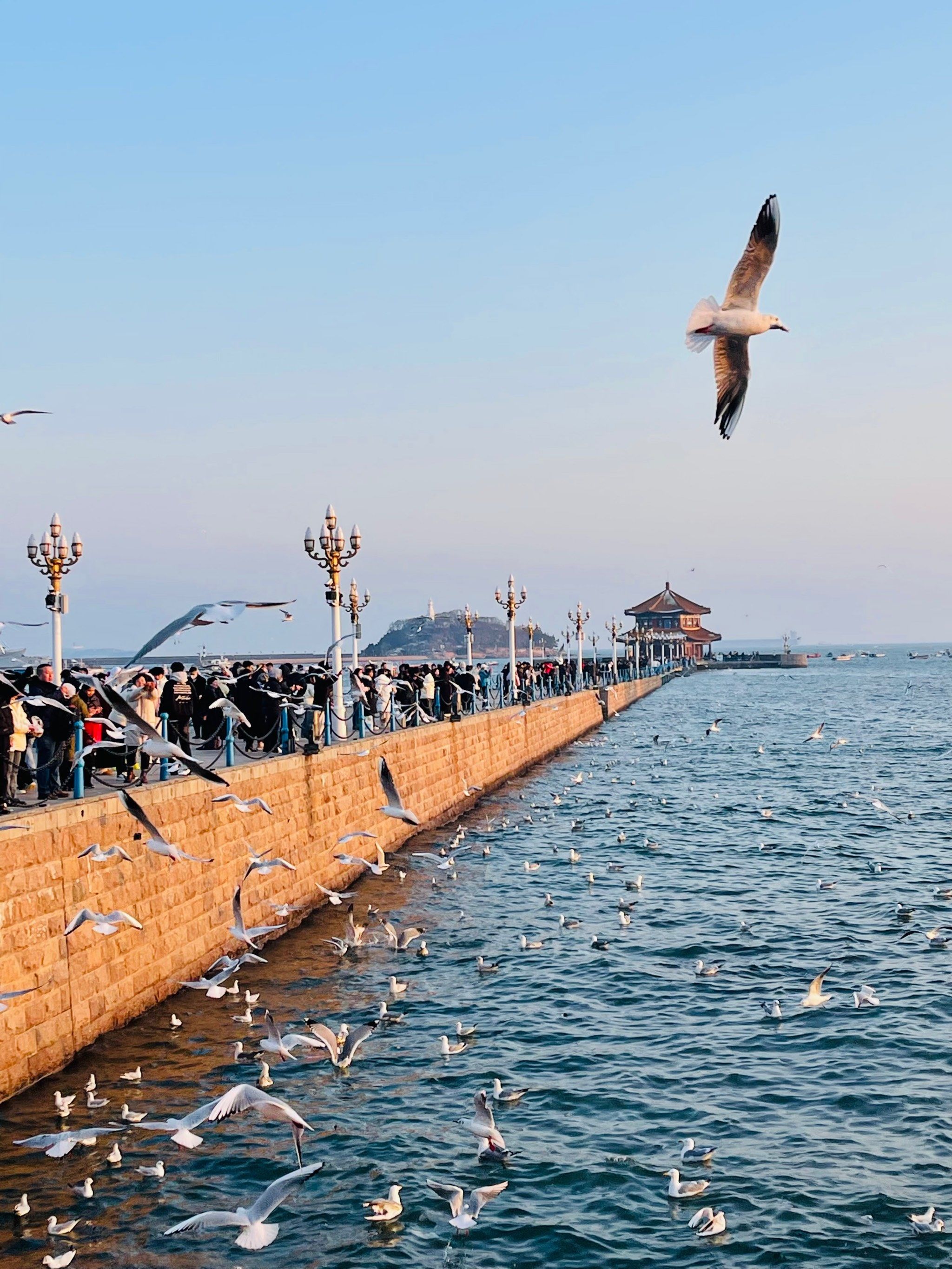 青岛栈桥迴澜阁&海鸥精灵