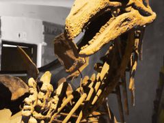 -自贡恐龙博物馆