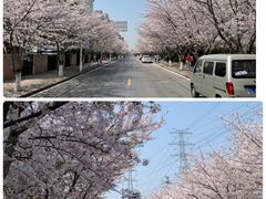-高东镇樱花园
