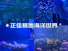 -正佳极地海洋世界
