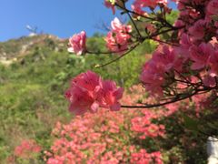 -木兰云雾山