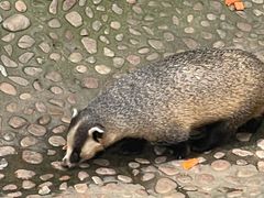 -西霞口神雕山野生动物世界